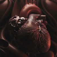 NAD + Resveratrol